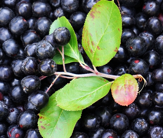 aronia-178026_1920.jpg